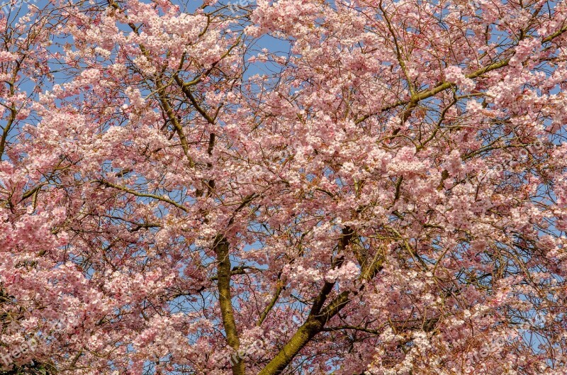 Tree Flower Spring Cherry Japanese