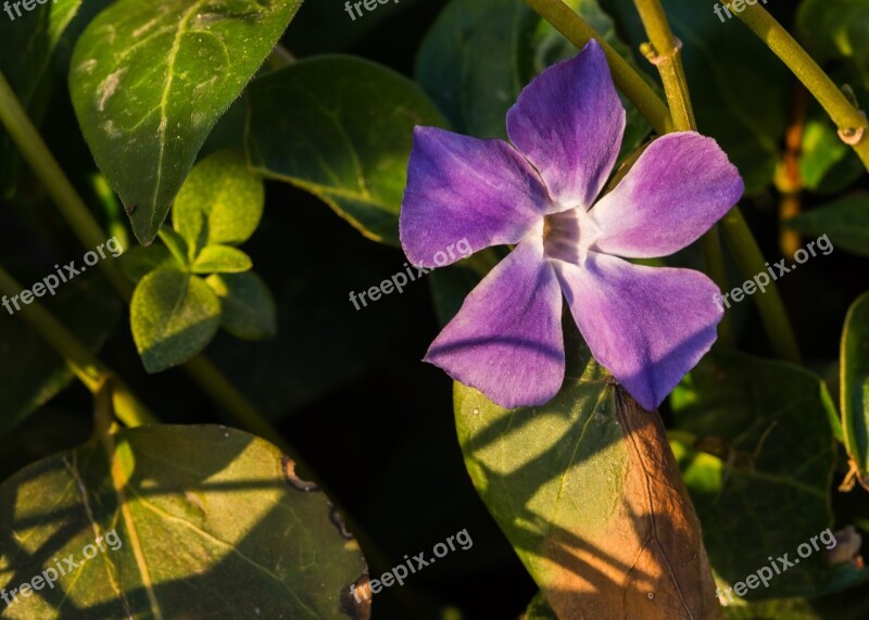 Sunset Purple Nature Light Dusk