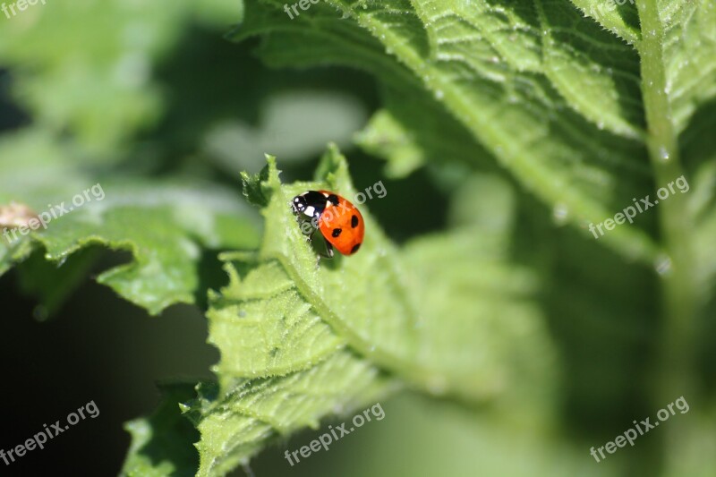 Nature Ladybug Summer Environment Spring