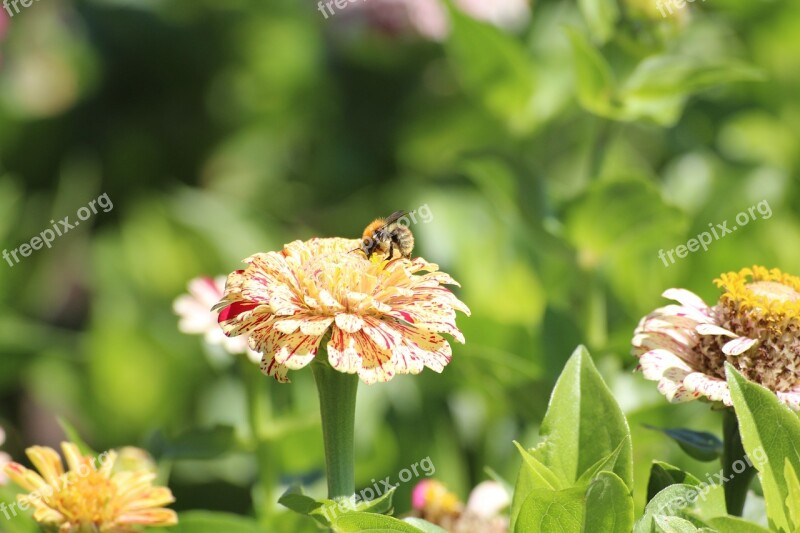 Nature Flowers Bee Blossom Summer