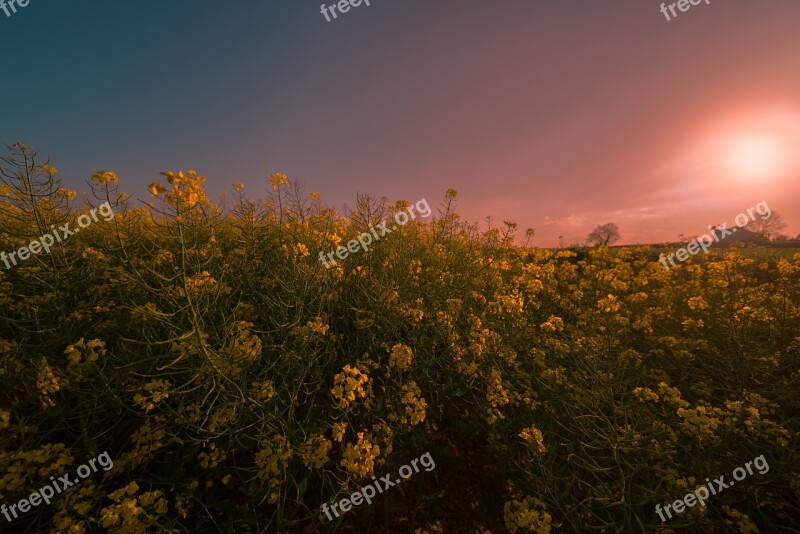 Rapeseed Meadow Field Landscape Yellow