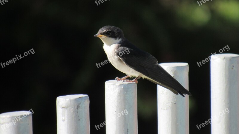 Golondrina Chilena Swallow Chile Ave Birds