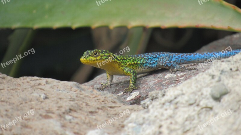 Push-dim Lizard Reptile Colors Blue