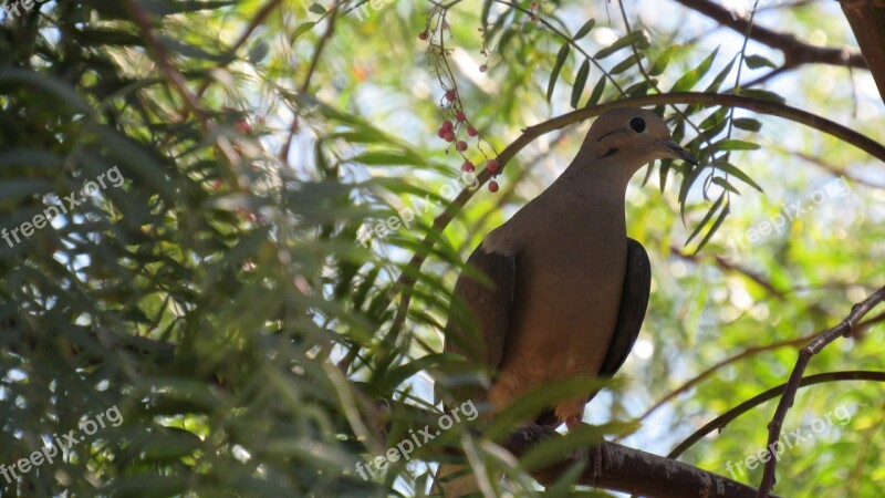 Turtledove Ave Birds Paloma Animal