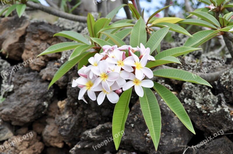 Plumeria White Frangipani Flowers Blossom