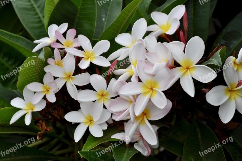 Plumeria White Flowers Blossom Tropical