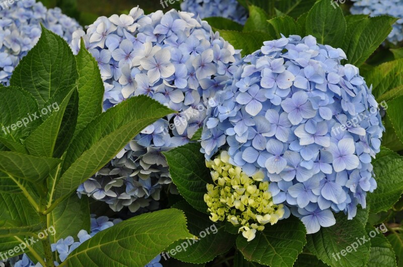 Hydrangeas Nature Floral Purple Violet