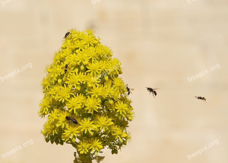 Bee Floral Flower Spring Honey