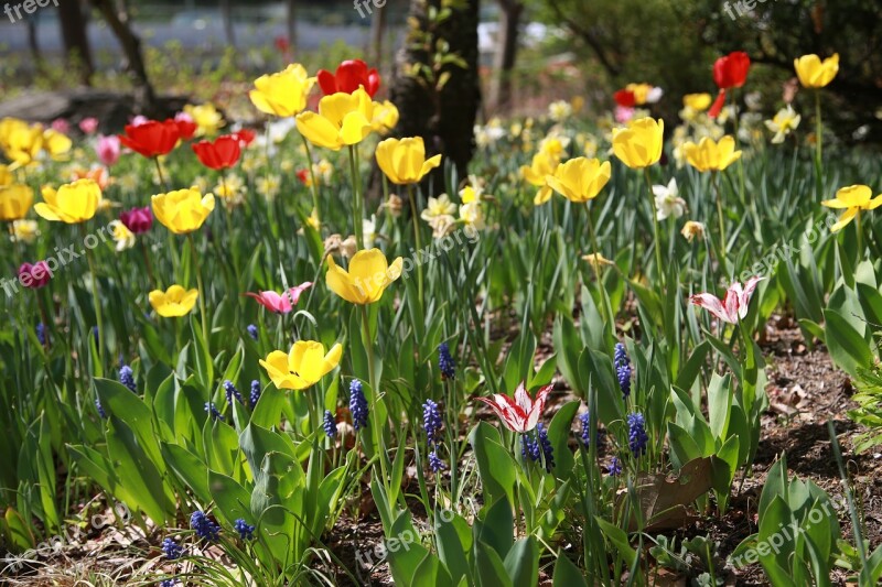 Tulip Garden Nature Spring Flowers