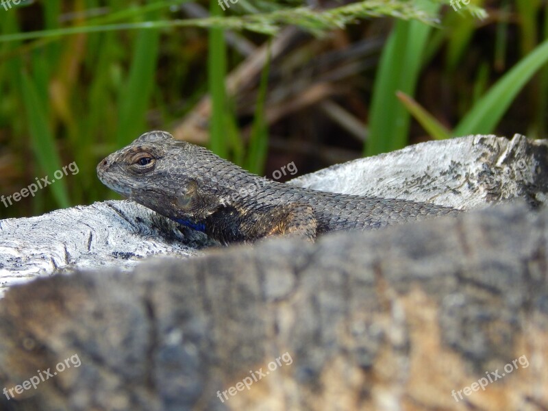 Lizard Fence Lizard Western Fence Lizard Animal Blue Belly Lizard