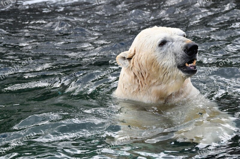 Polar Bear Zoo Animal White Carnivores