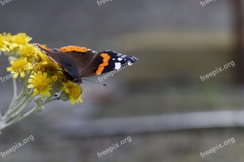 Butterfly Nature Summer Insect Macro