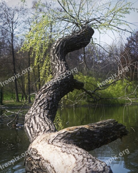 Nature Trunk Tree Willow Retezat