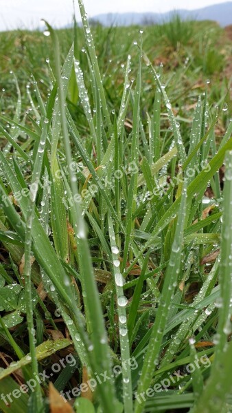 Grass Drops Of Rain Meadow Green Free Photos