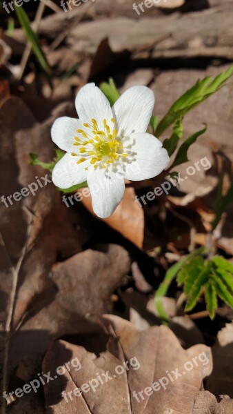 Flower White Flower White Spring Free Photos