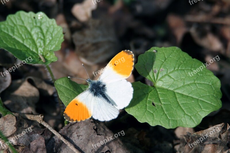 Butterfly Aurora Wings Spring Colors