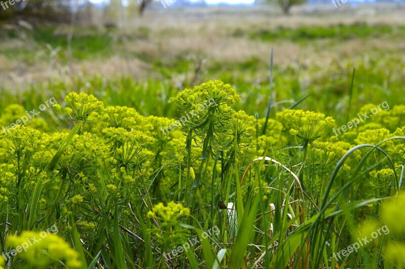 Donkey Spurge Sharp Wolf's Milk Euphorbia Esula Spurge Weed