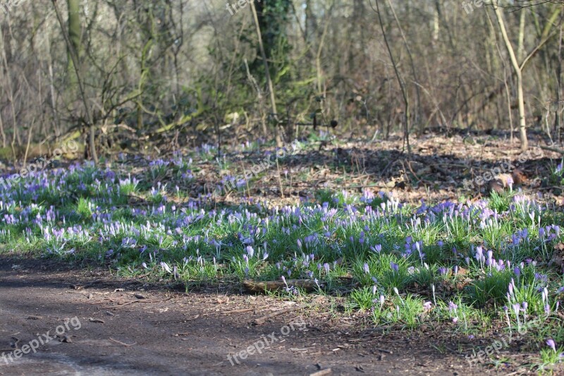 Spring Flowers Forest Crocus Spring Flower