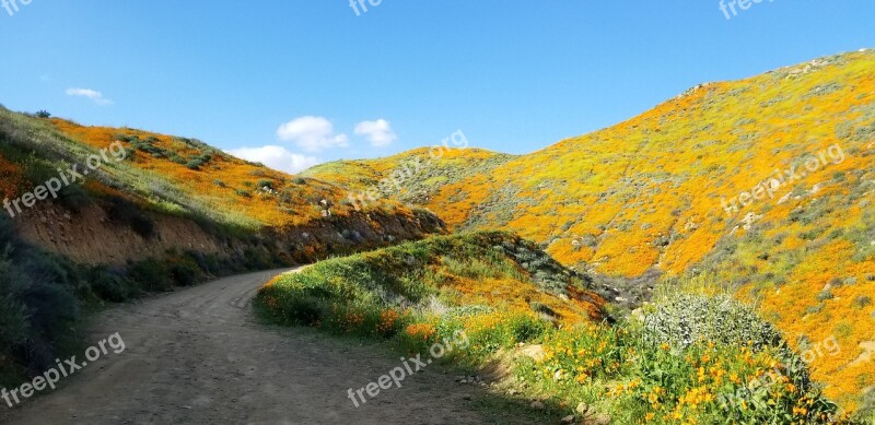 Poppies Hillside Flowers Mountains Scenery