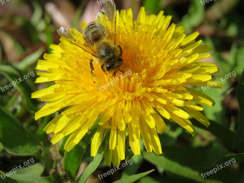 Dandelion Flower Blossom Bloom Bloom