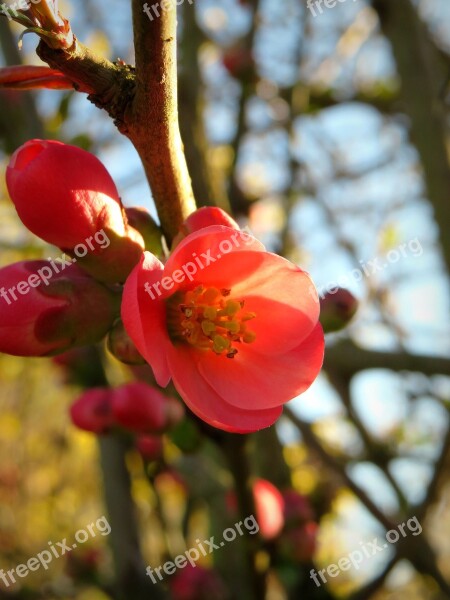 Ornamental Quince Bill Quince Quince Blossom Bloom