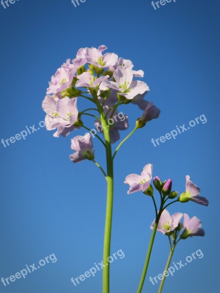 Smock Herb Blossom Bloom Meadow