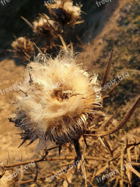 Briar Spin The Seeds Of Thistles Autumn Free Photos