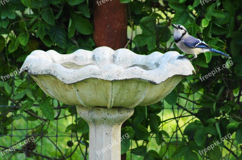 Blue Jay Garden Summer Birdbath Drink