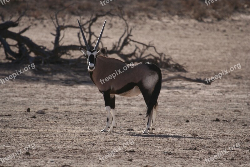 Oryx Gemsbok Desert Animal Wildlife