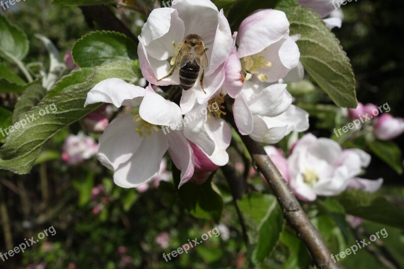 Bee Apple Blossom Insect Nature Pollination