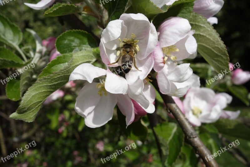 Bees Apple Blossom Blossom Bloom Pollen