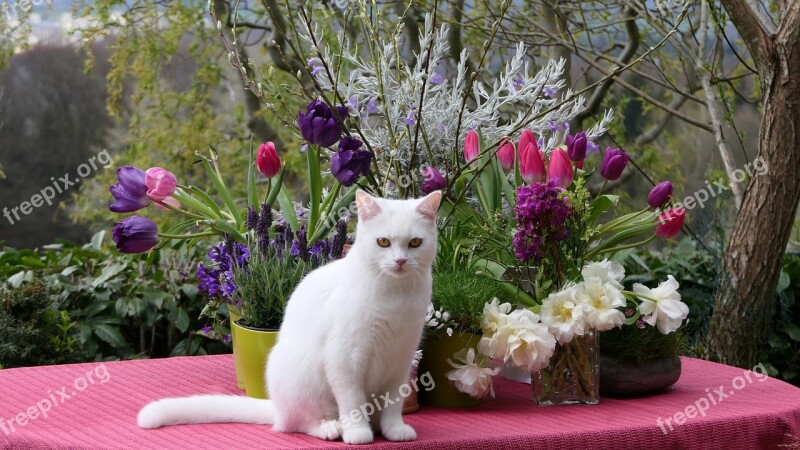 Spring Flowers Cat Still Life Spring Flowers