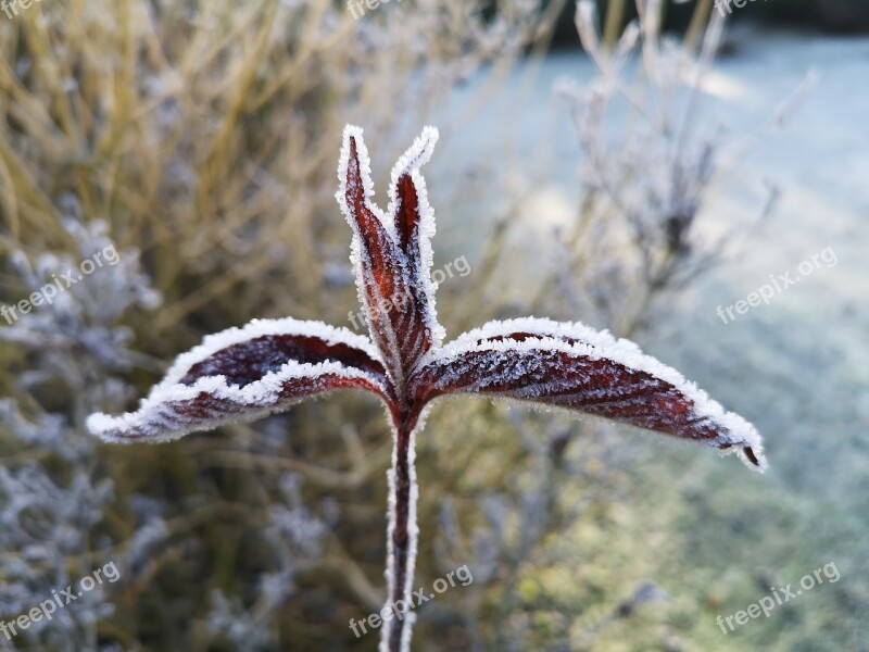 Frost Cold Winter Ice Frozen