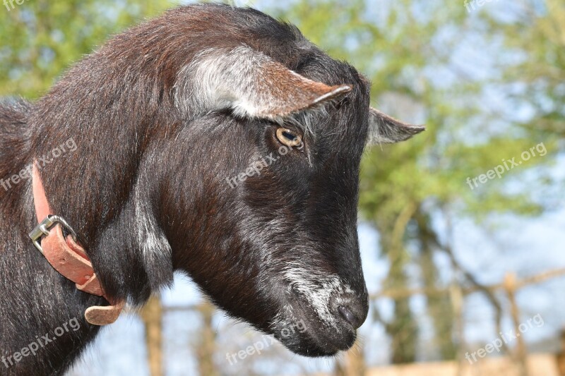 Goat Eye Of The Goat Goat Color Black Ruminant Herbivore