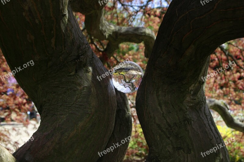 Branch Trees Photography Cherry Blossom Log