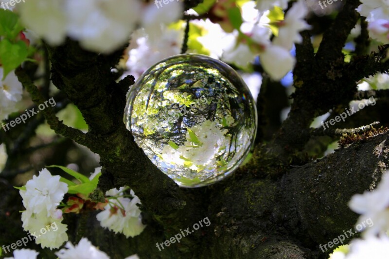 Blossom Bloom Mirroring Spring Flowers