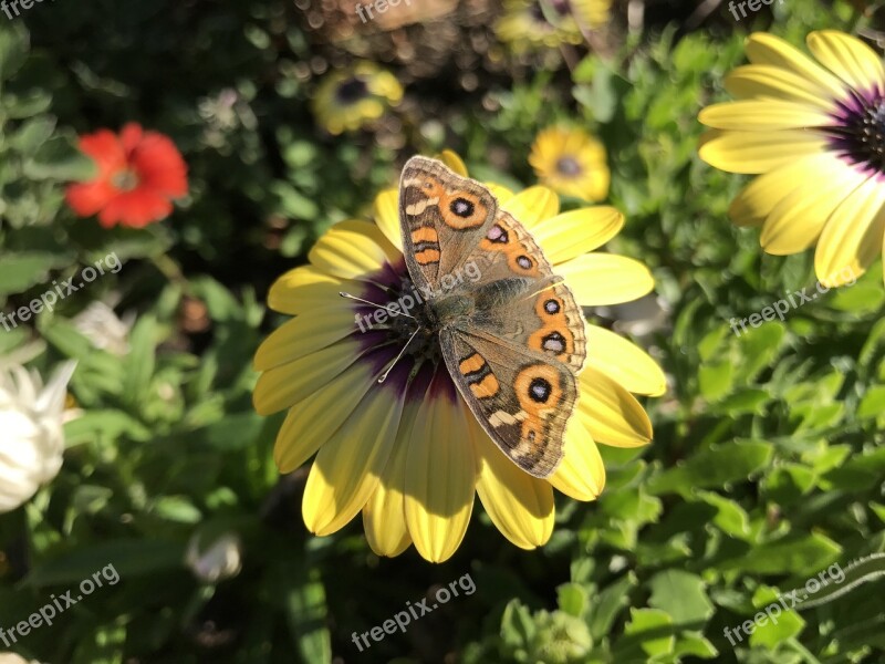 Yellow Flower Butterfly Nature Sunny