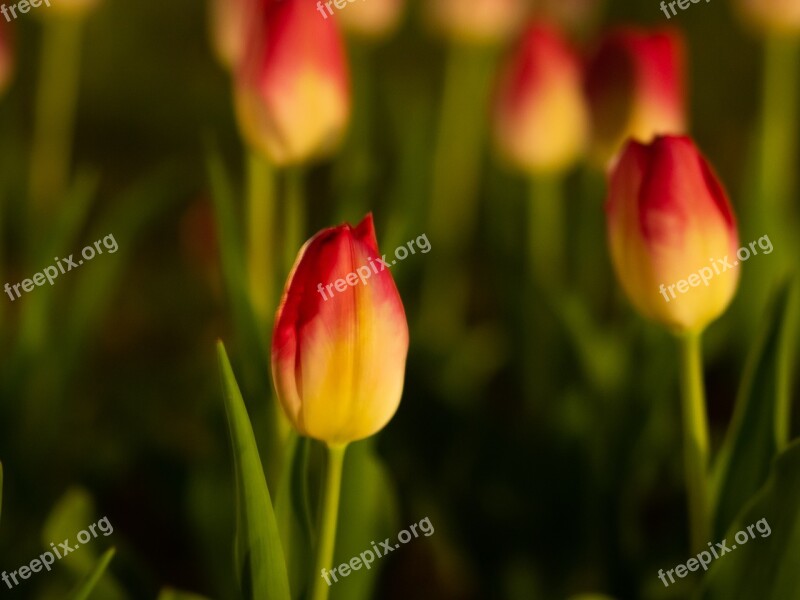 Tulip Flowers Night Night View Natural