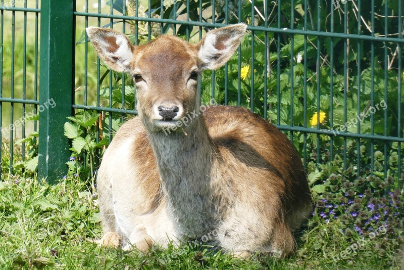 Ree Petting Are Grass Rest