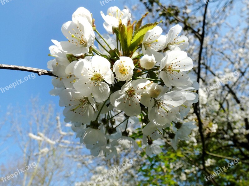 Cherry Prunus Prunus Avium Rosacea White Flower