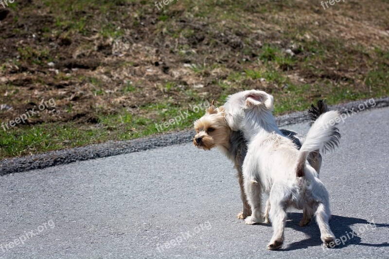 Dogs Small Out Encounter Animals