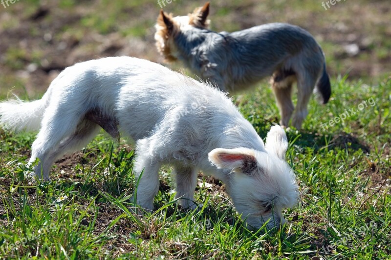 Dog White Out Sniffing Meadow