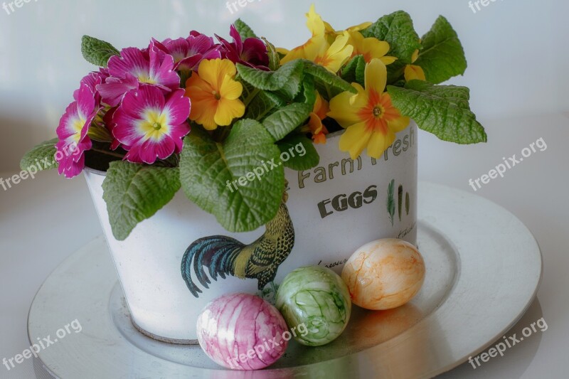 Easter Egg Primroses Spring Colorful