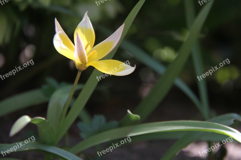 Tulip Botany Garden Flower Yellow