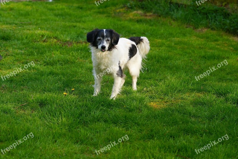 Dog Male Hybrid Garden Cute