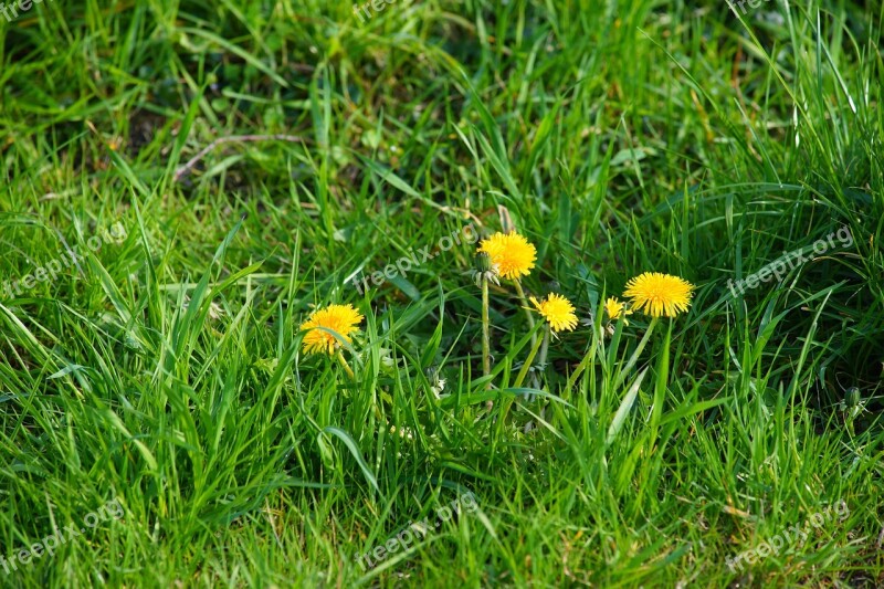 Dandelion Meadow Plant Spring Summer