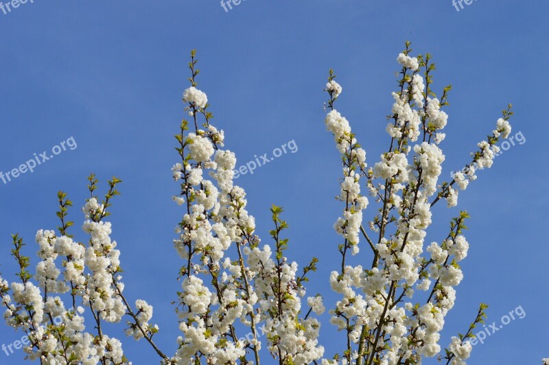 Spring Cherry Tree Nature Flower