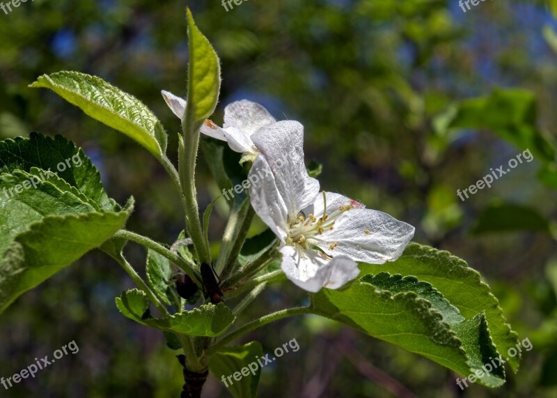 Arkansas Spring Apple Blossoms Blossom Spring Bloom Branch