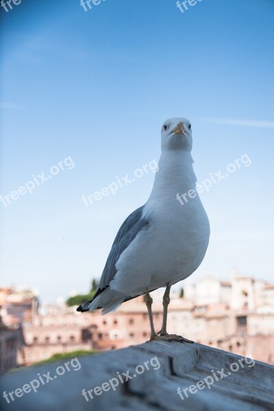 Seagull Bird Seevogel Animal Flying