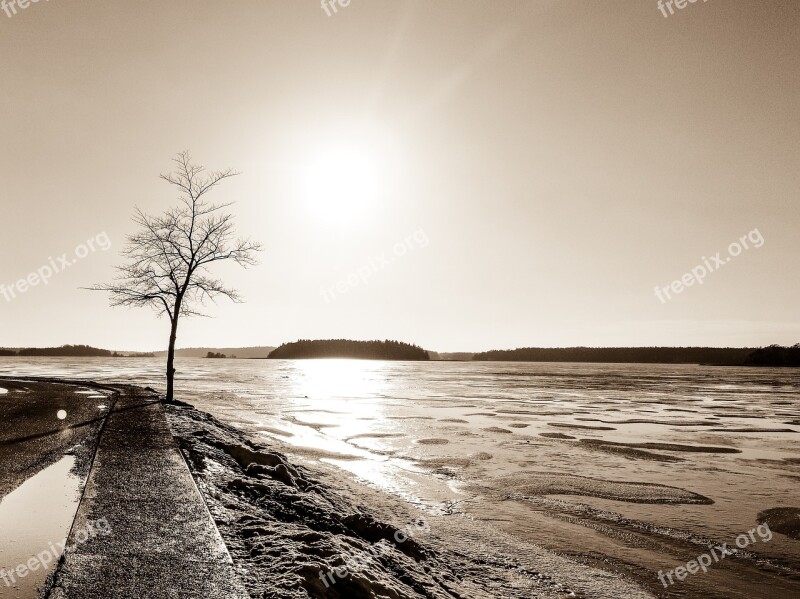 Nature Spring The Tree Sunset Sky